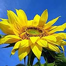 Sonnenblume vor blauem Himmel